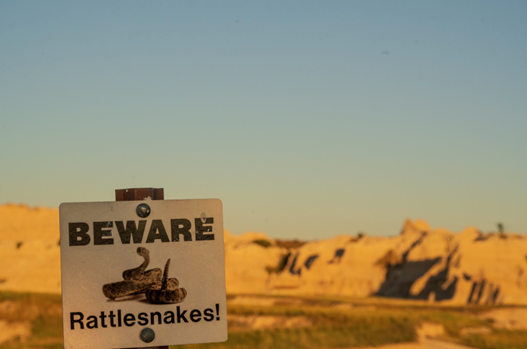 Blog - Badlands - pic 6 - Rattler