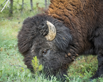 Blog Grand Teton Yellowstone - pic 7 Buffalo