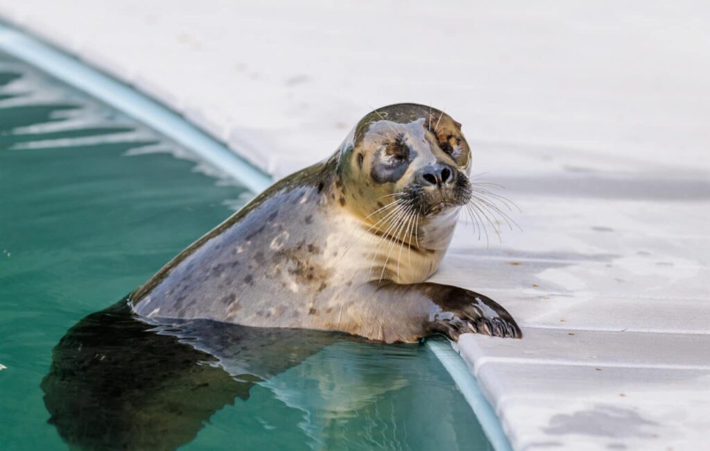 Blog - Pacific NW - Seal at Oregon Coast Aquarium